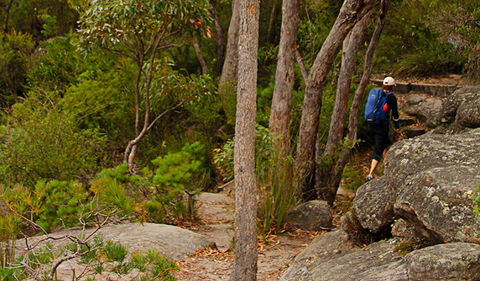 Pigeon House Mountain Didthul Walking Track - Sunshine Coast Guide 3