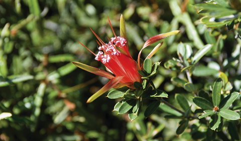Wallarah National Park - Sunshine Coast Guide 2