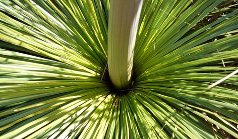 Wallarah National Park - Sunshine Coast Guide 3