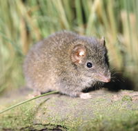 Munmorah State Conservation Area - Sunshine Coast Guide