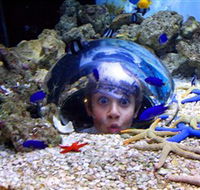Sea Life Sunshine Coast - Sunshine Coast Guide