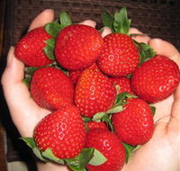 The Strawberry Farm - Sunshine Coast Guide