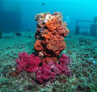 HMAS Brisbane Dive Site - Sunshine Coast Guide