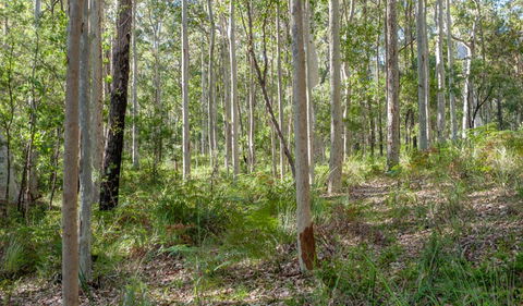 Corramy Regional Park - Sunshine Coast Guide 1