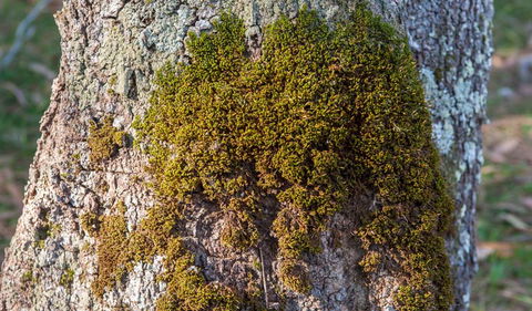 Corramy Regional Park - Sunshine Coast Guide 2