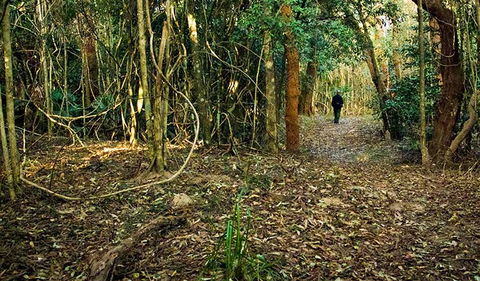 Sand Track Walk (north) - Sunshine Coast Guide 0