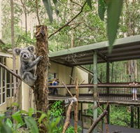 Daisy Hill Koala Centre - Sunshine Coast Guide