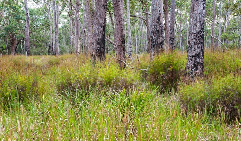 Lake Conjola NSW Sunshine Coast Guide