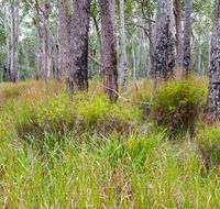 Narrawallee Inlet walking track - Sunshine Coast Guide