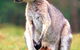 Venman Bushland National Park - thumb 0