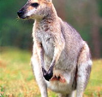 Venman Bushland National Park - Sunshine Coast Guide