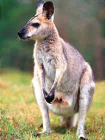 Venman Bushland National Park - Sunshine Coast Guide 0