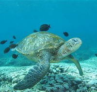 Flinders Reef Dive Site - Sunshine Coast Guide