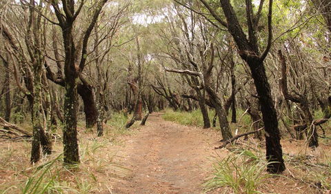 Pretty Beach To Snapper Point Walking Track - Sunshine Coast Guide 0