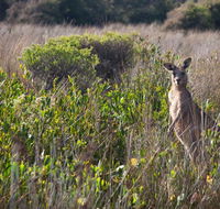 Murramarang Aboriginal Area walking track - Sunshine Coast Guide