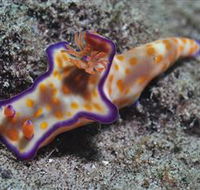 Curtain Artificial Reef Dive Site - Sunshine Coast Guide