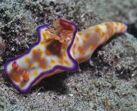Curtain Artificial Reef Dive Site - Sunshine Coast Guide 0