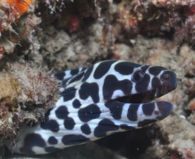 Curtain Artificial Reef Dive Site - Sunshine Coast Guide 2