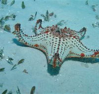 The Pines Dive Site - Sunshine Coast Guide