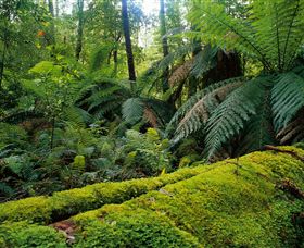 Errinundra National Park - Sunshine Coast Guide 0
