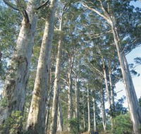 The Great Forest Trees Drive - Sunshine Coast Guide