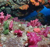 Cherubs Cave Dive Site - Sunshine Coast Guide