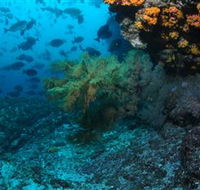 Henderson Rock Dive Site - Sunshine Coast Guide