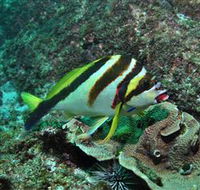Palm Beach Reef Dive Site - Sunshine Coast Guide