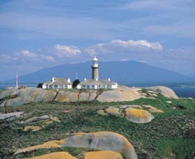 Montague Island Nature Reserve - Sunshine Coast Guide 0