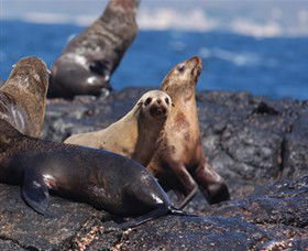 Montague Island Nature Reserve - Sunshine Coast Guide 2