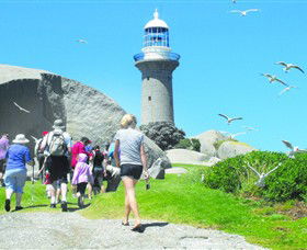 Montague Island Nature Reserve - Sunshine Coast Guide 3