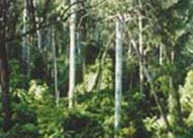 Lind National Park - Sunshine Coast Guide 0