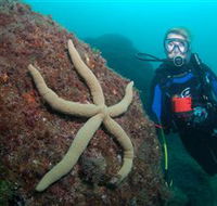 Cook Island Dive Site - Sunshine Coast Guide
