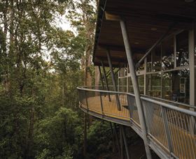 Tarkine Forest Adventures - Dismal Swamp - Sunshine Coast Guide 0