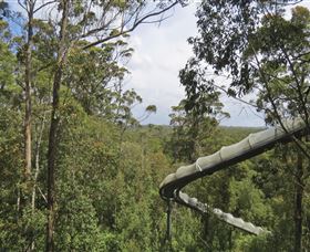 Tarkine Forest Adventures - Dismal Swamp - Sunshine Coast Guide 1