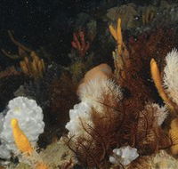 Point Hicks Marine National Park - Sunshine Coast Guide