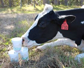Millers Ice Cream - Sunshine Coast Guide 2