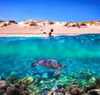 Snorkel the Ningaloo Reef - Sunshine Coast Guide
