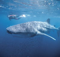 Swim with the Whale Sharks - Sunshine Coast Guide