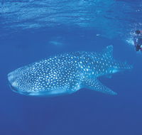 Ningaloo Reef - Sunshine Coast Guide