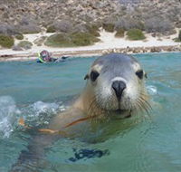 Calypso Star Charters - Sunshine Coast Guide
