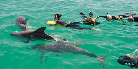 Rockingham Wild Encounters - Swim With Wild Dolphins - Sunshine Coast Guide 1