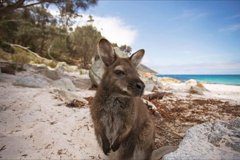Nullarbor Traveller - Sunshine Coast Guide 29
