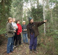 Great Western Tiers Forest Walks Tasmania - Sunshine Coast Guide