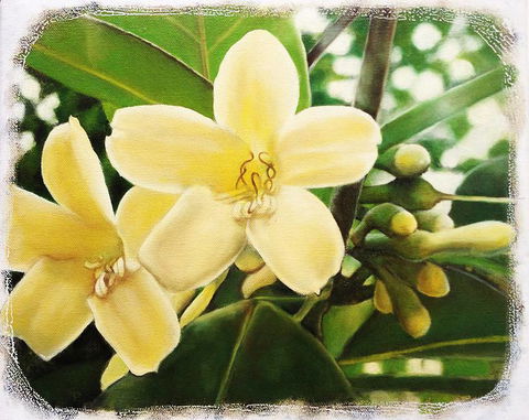 Claire Souter Gallery - Sunshine Coast Guide 1
