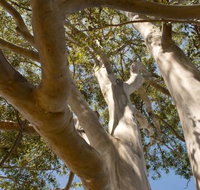 Lindsay Pryor Walk Australian National University - Sunshine Coast Guide