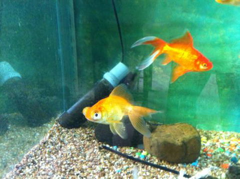 Hurley’s Aquariums - Sunshine Coast Guide 2