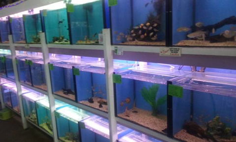 Summerland Aquarium - Sunshine Coast Guide 1