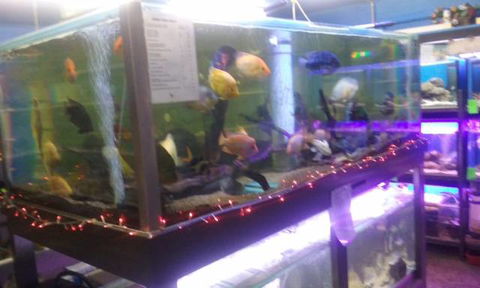 Summerland Aquarium - Sunshine Coast Guide 2