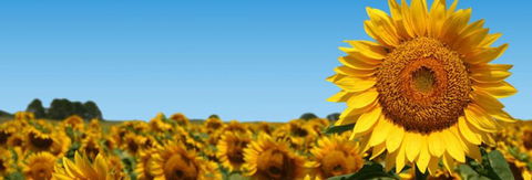 Quirindi Grain And Produce - Sunshine Coast Guide 2